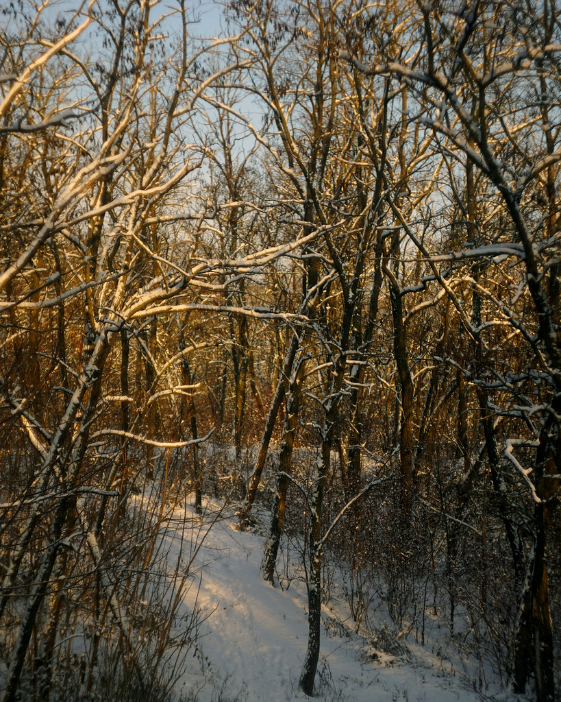 В зимнем лесу / In winter forest