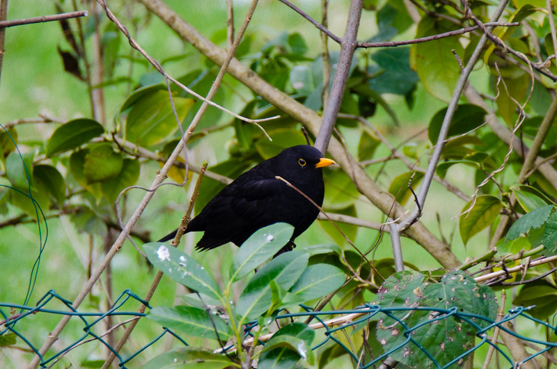 Male blackbird sitting (almost) on the fence