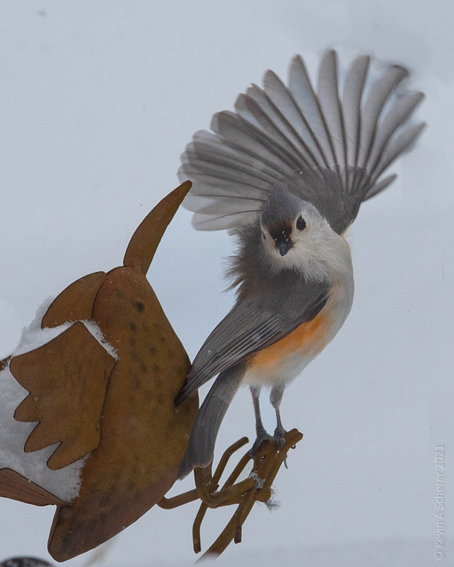Tufted Titmouse Wave