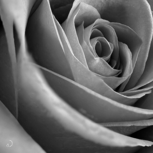 Rose in gray