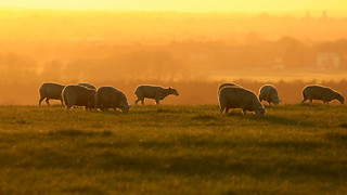 sheep at sunset