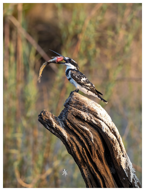 Pied Kingfisher | Graufischer