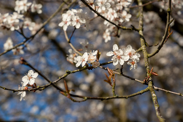Almond Blossom Tree 2