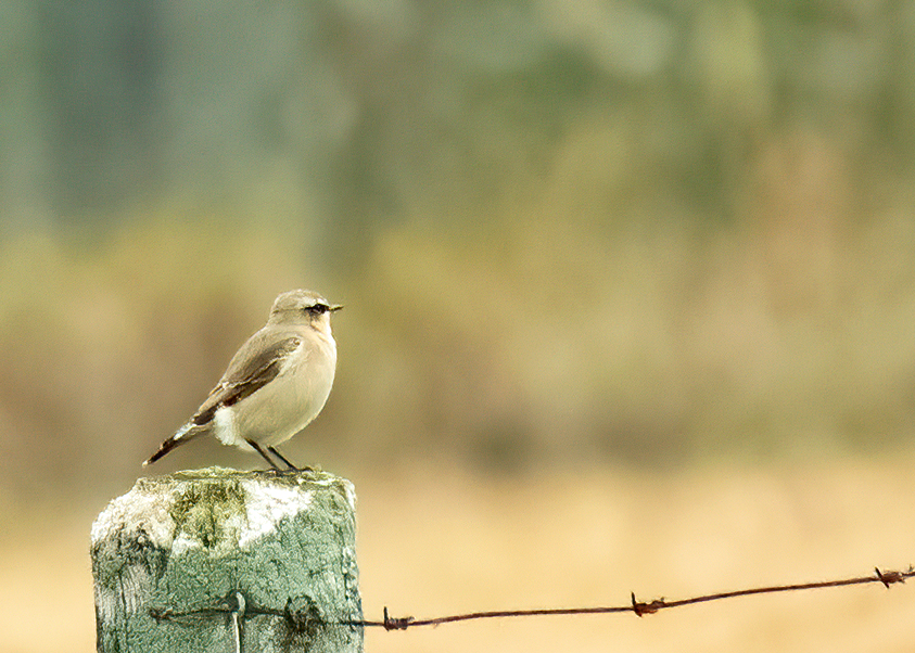 Northern Wheatear (Oenanthe oenanthe leucorhoa) - 20140921-09