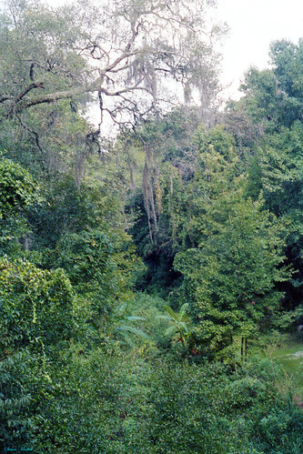 statepark park 1986 thicket florida palatka