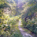 Trail, Ravine Gardens State Park Trail in ravine as seen from footbridge. Photo was taken in 1986.