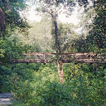 Footbridge, Ravine Gardens State Park Bridge spanning the ravine. Photo was taken in 1986.