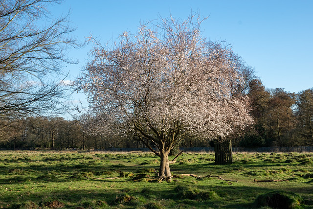 Almond Blossom Tree 1