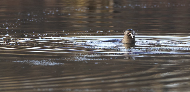 A North American River Otter (Lontra canadensis) eating a fish