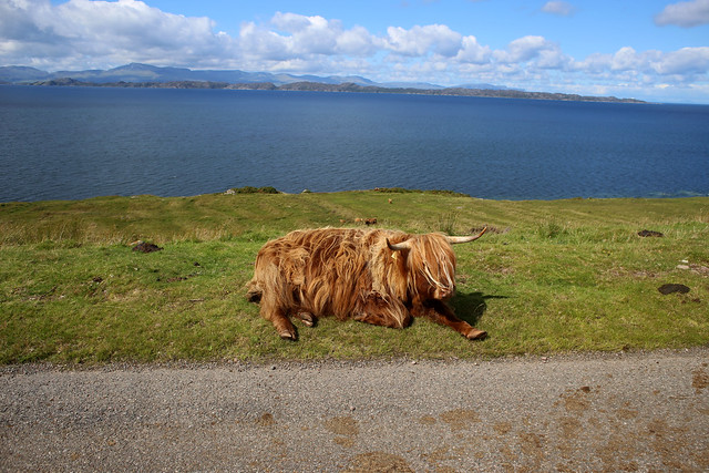 Highland cattle at Callakille