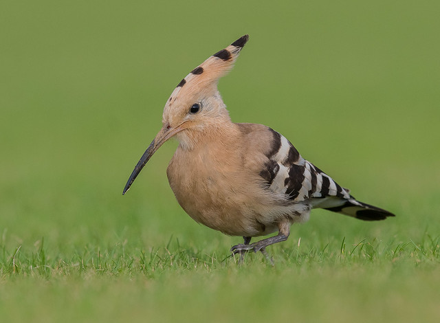 Hoopoe at a canter. Collingham, West Yorkshire. DSC_3920.jpg