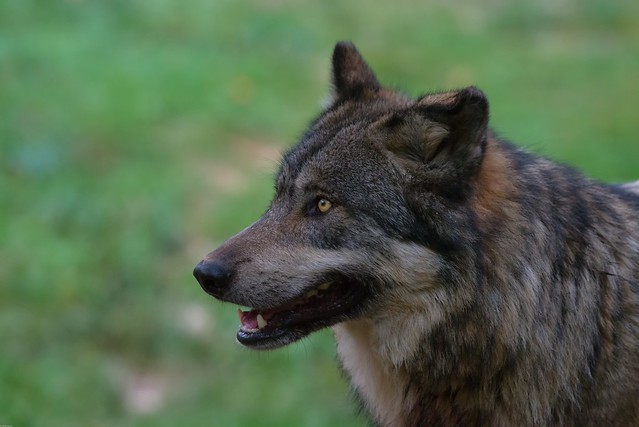 Wolf: mon meilleur profil.