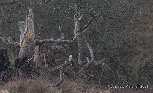 Barn owl in the ruined oak.  A big landscape shot with the bird small in the frame . #Springwatch Www.Gowildlandscapesphoto.com