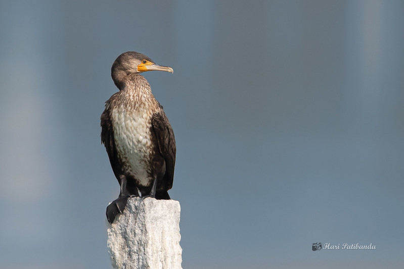 Great Cormorant beautiful