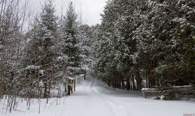 Paysage en hiver, Winter landscape - PQ, Canada - 3044