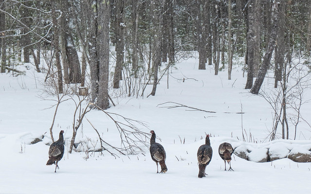 Backyard turkeys surveying the options...