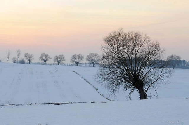 Willows in Winter / Wierzby zimą