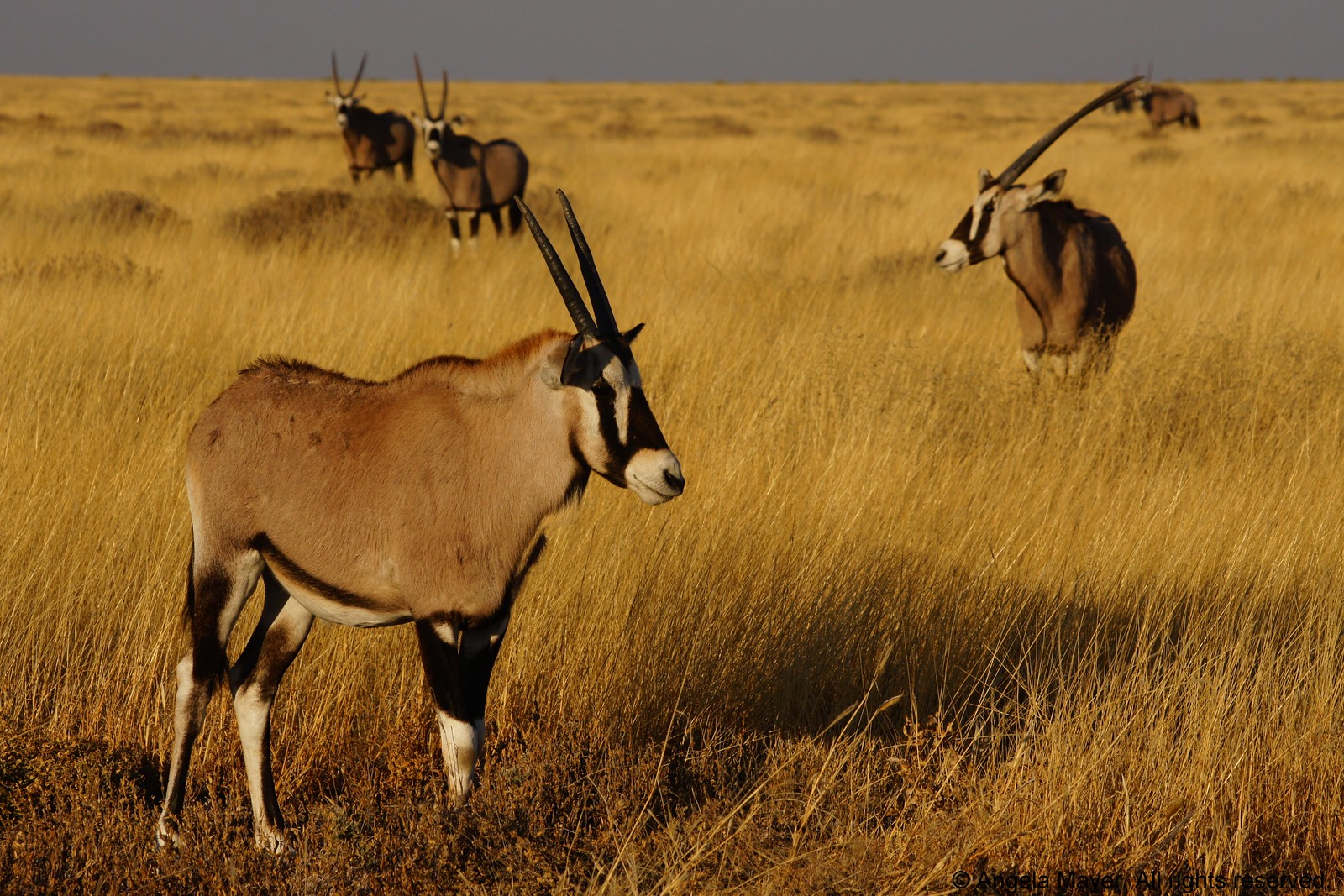 Family of Gemsboks (Oryx Antelope)