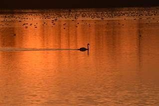 Swimming Swan at Sunset