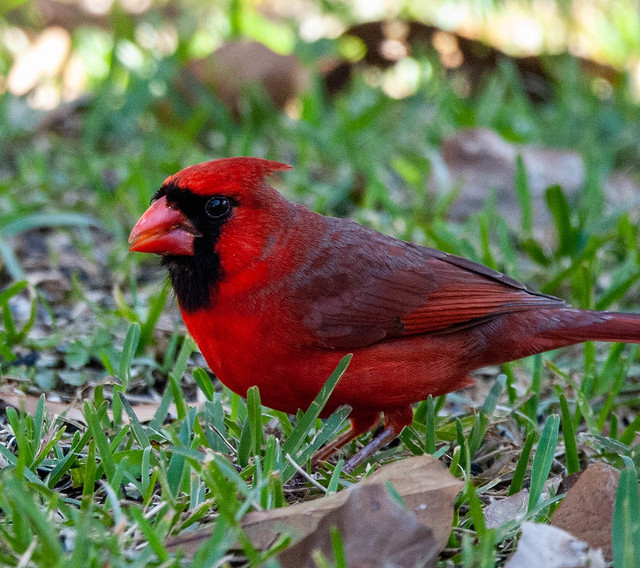 Cardinal in the Grass