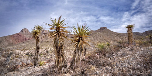 yucca cactus desert southwest landscape elpaso texas sonya7riii tamron1728mmf28diiiirxd