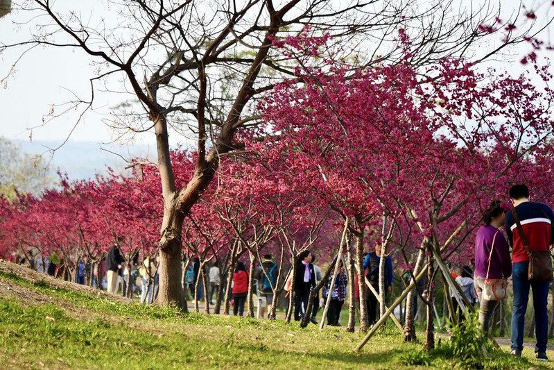 竹東頭前溪河濱生態公園 2021櫻花開