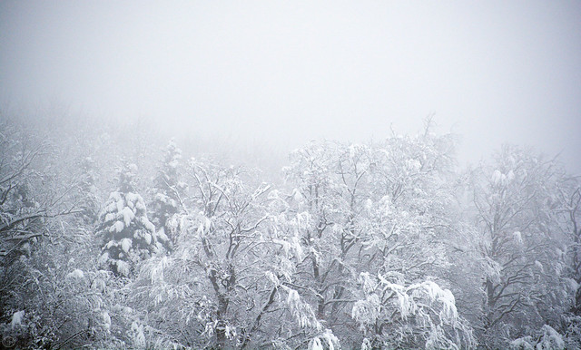 white forest fog