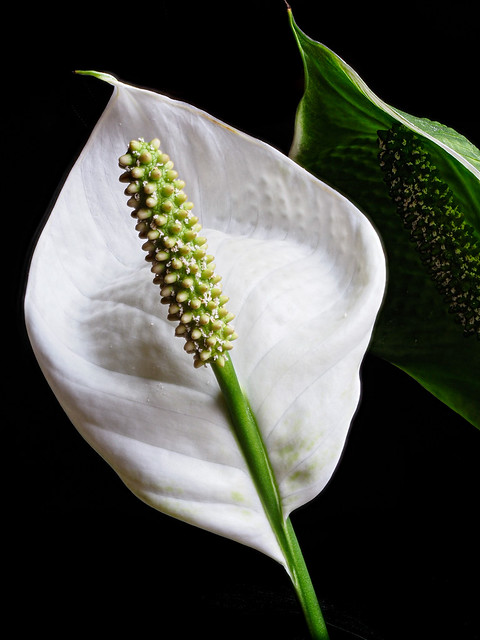 Peace Lily Bloom