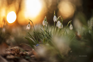 snowdrop and sunset