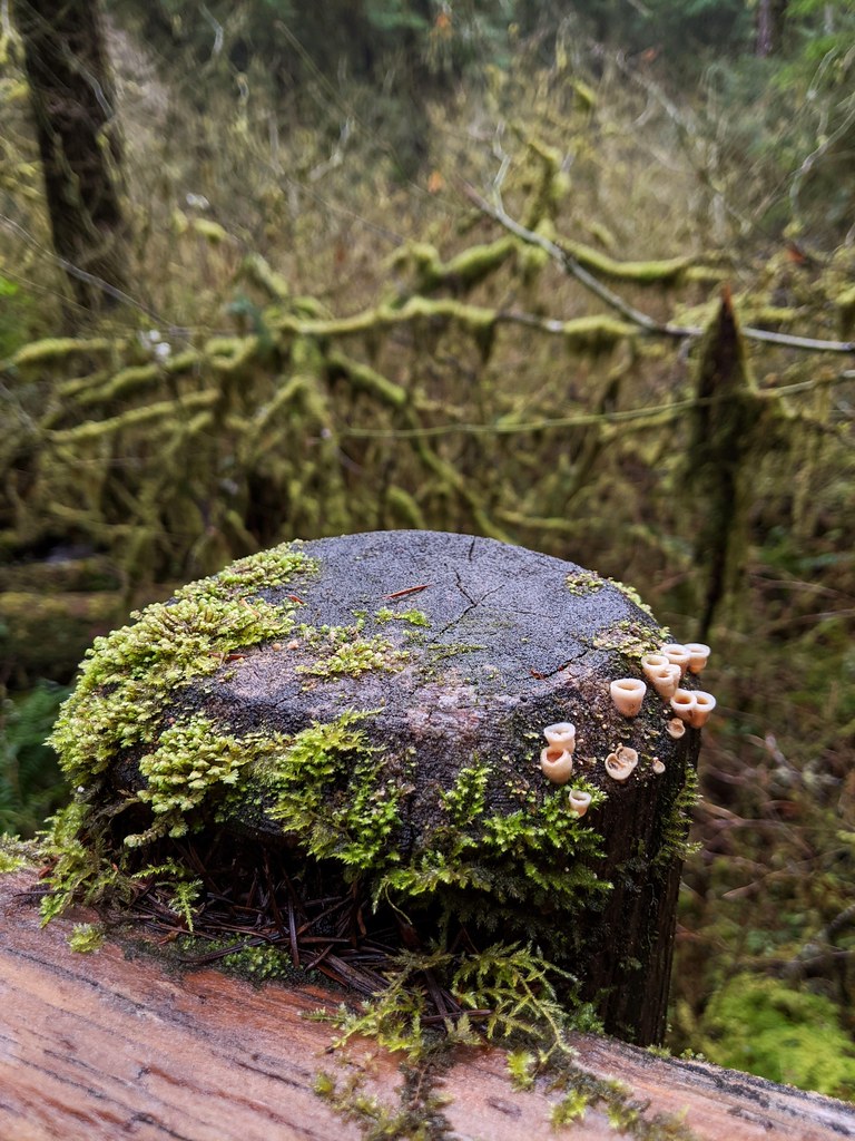 North Fork Smith River Trail