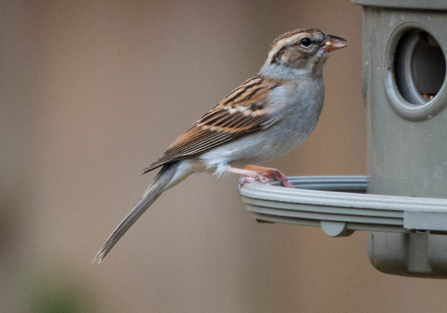 Sparrow Profile
