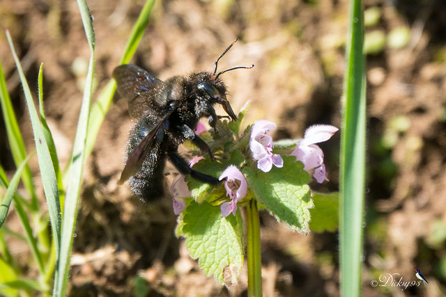 Xylocope violacé ou abeille charpentière (Xylocopa violacea) sur galéopsis