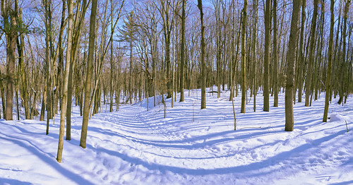 woods wetlands trees panorama shadows winter snow breathtakinglandscapes