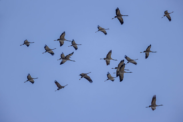 Grue cendrée - Grus grus - Common Crane
