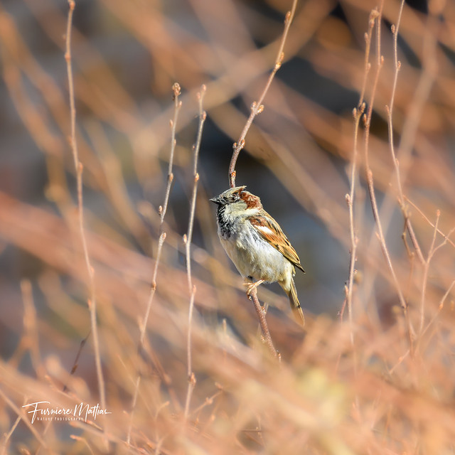 House Sparrow / Huismus
