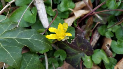 Early Yellow Wildflower