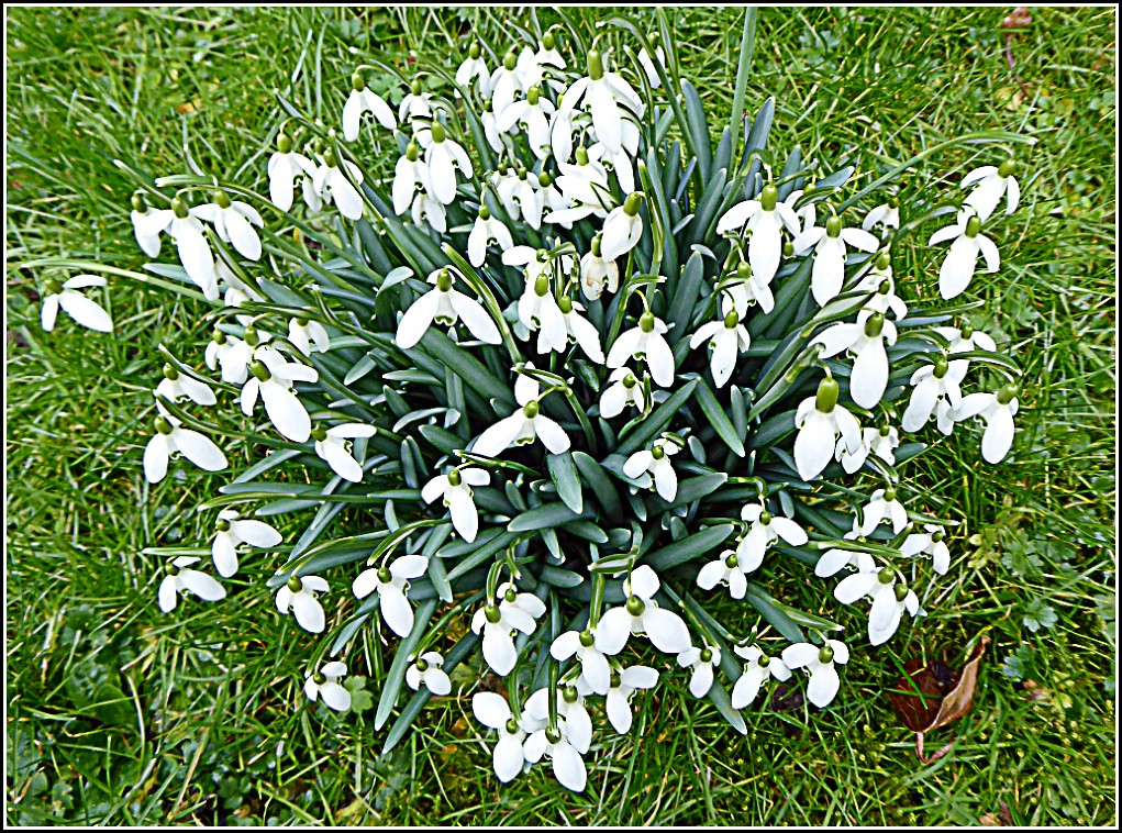 Cluster of Snowdrops