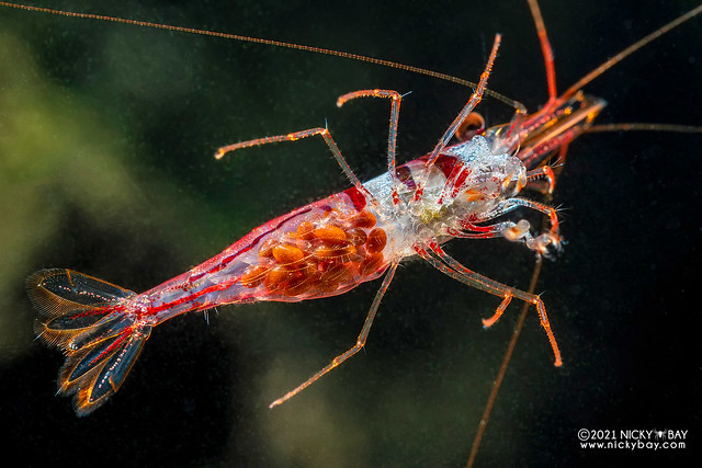 Harlequin shrimp (Caridina spongicola) - P2275123