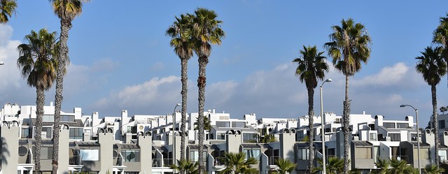 Palms rising above @ Santa Monica, California