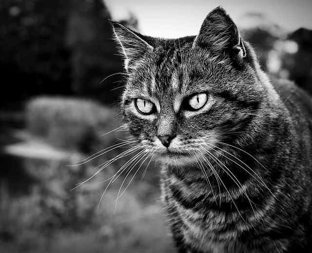 Cat lakeside portrait
