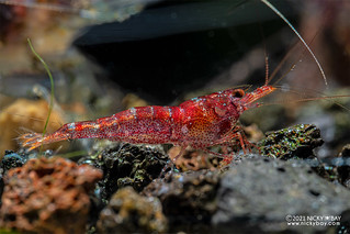 Mini Six Stripe (Caridina sp.) - P2275090