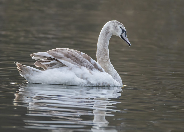 Juvenile Swan