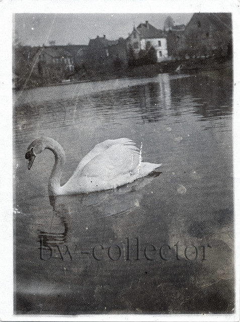 Swan on city lake of Pfullendorf - Part 1 - Album 1