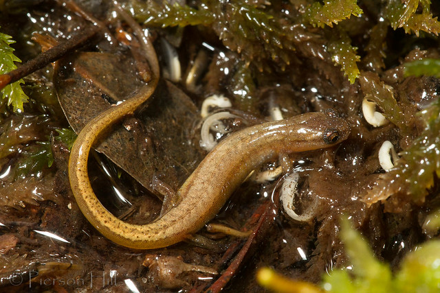 Hillis's Dwarf Salamander (Eurycea hillisi)