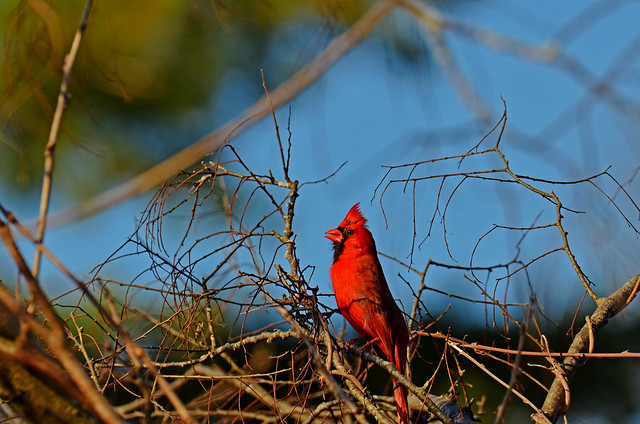 Cardinal taking in the morning sun..