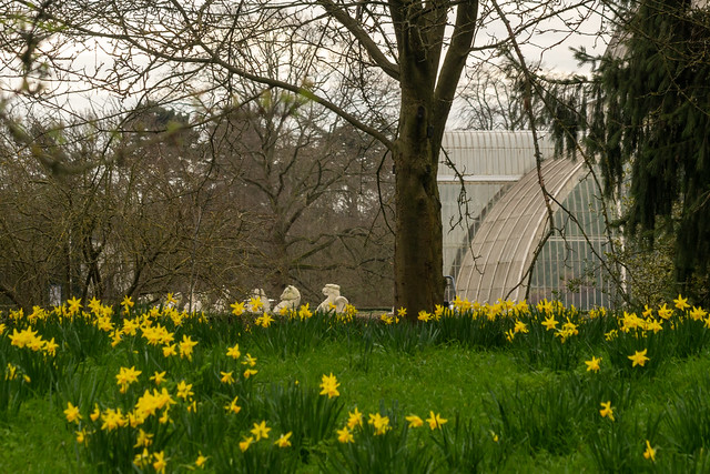 Daffodils and Palm House