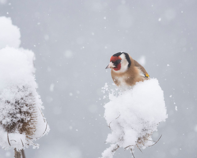 Where does a finch find its food when it snows?