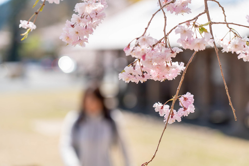 飯能市の桜