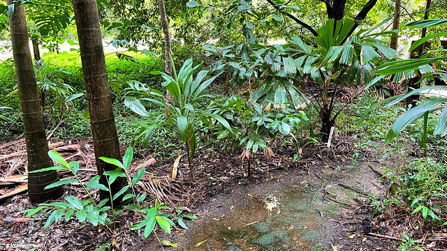 Alpinia caerulea, Cordyline petiolaris, Linospadix monostachyos, Atractocarpus fitzalini subsp. fitzalini  and Licuala ramsayi