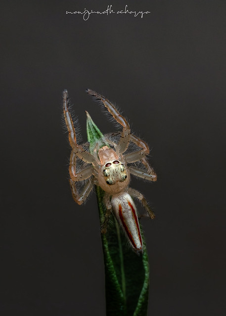 Telemonia jumping spider (female)